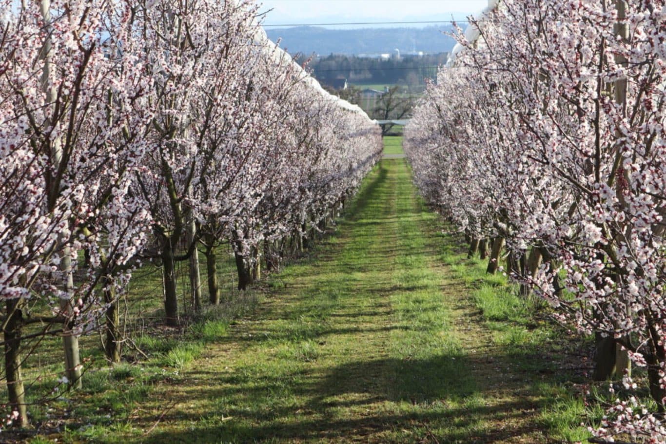Aprikosenplantage in voller Blüte vor der Thurgauer Hügellandschaft
